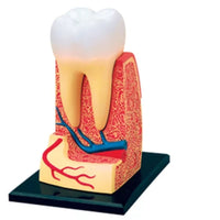 Modelo de estructura de dientes molares muela humanos 4D.