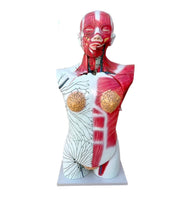 Torso anatomico del sistema linfatico de todo el cuerpo ganglios linfáticos
