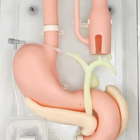 Simulador duodenal endoscopia estomago duodeno gastro