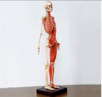 Modelo Anatomico Esqueleto muscular 60cm
