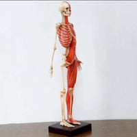 Modelo Anatomico Esqueleto muscular 60cm