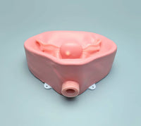 Simulador Uterino histeroscopia  utero endoscopia
