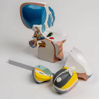 Modelo de Talamo cerebral neurología