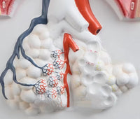 Sistema Respiratorio con Aveolo maximizado
