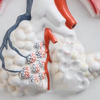 Sistema Respiratorio con Aveolo maximizado