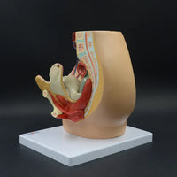 Modelo Pelvis Femenina Sagital 4D desmontable alta definiciion