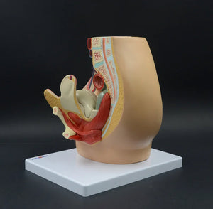 Modelo Pelvis Femenina Sagital 4D desmontable alta definiciion