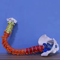 Columna vertebral 85 CM Color

