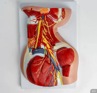 Modelo anatomico Neurovascular de cuello vena yugular
