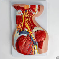 Modelo anatomico Neurovascular de cuello vena yugular