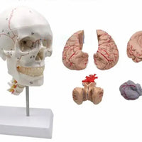 Cráneo humano con cerebro desmontable