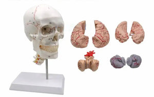 Cráneo humano con cerebro desmontable