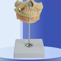 Modelon Dental 3D alta simulacion dientes permanentes