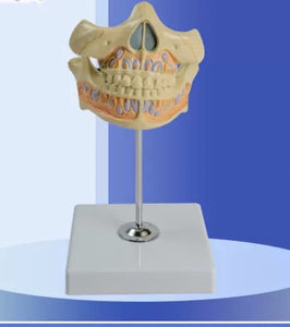 Modelon Dental 3D alta simulacion dientes permanentes