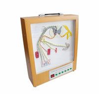 Simulador eléctrico del modelo del nervio espinal
