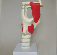 Modelo anatomico de laringe
