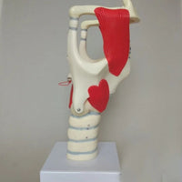 Modelo anatomico de laringe