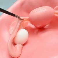 Simulador Uterino histeroscopia  utero endoscopia
