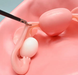 Simulador Uterino histeroscopia  utero endoscopia