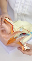 Anatomía oreja oido  humana oído maximizado desmontable
