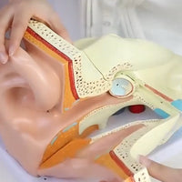 Anatomía oreja oido  humana oído maximizado desmontable