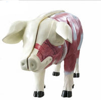 Modelo de Cerdo para MVZ Desmontable puerco
