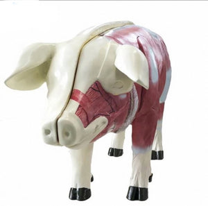 Modelo de Cerdo para MVZ Desmontable puerco