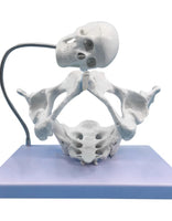 Modelo pelvis con craneo fetal
