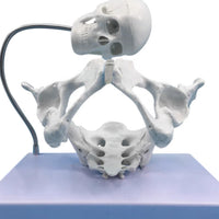 Modelo pelvis con craneo fetal