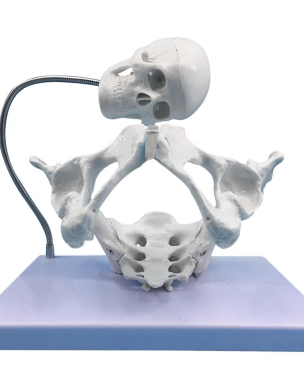 Modelo pelvis con craneo fetal