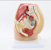 Modelo Pelvis Femenina Sagital 4D desmontable alta definiciion
