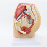 Modelo Pelvis Femenina Sagital 4D desmontable alta definiciion