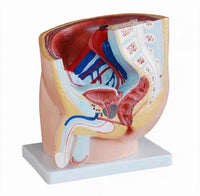 Modelo masculino sección sagital pelvis genital masculina organos sexuales masculinos
