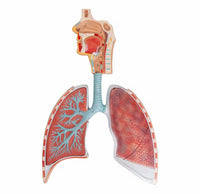 Sistema Respiratorio Pulmones con Aveolos
