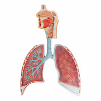 Sistema Respiratorio Pulmones con Aveolos