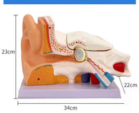 Anatomía oreja oido  humana oído maximizado desmontable
