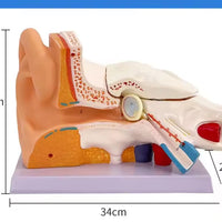 Anatomía oreja oido  humana oído maximizado desmontable