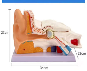 Anatomía oreja oido  humana oído maximizado desmontable