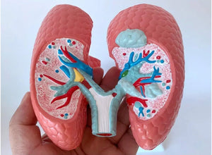 Modelo anatomico comparativo pulmon de fumador