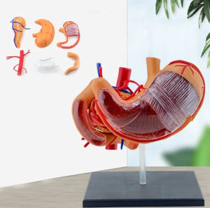 Modelo anatomico  estómago y páncreas humano 4D desmontable