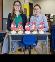 Modelo de malformación cardíaca congénita, simulador de entrenamiento médico de anatomía humana avanzada
