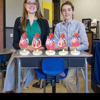 Modelo de malformación cardíaca congénita, simulador de entrenamiento médico de anatomía humana avanzada