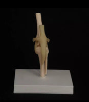 Modelo de articulación de rodilla de Canino perro
