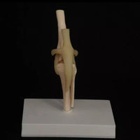 Modelo de articulación de rodilla de Canino perro