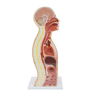 Modelo anatomico de seccion transversal torso nasogástrico 3D detallado
