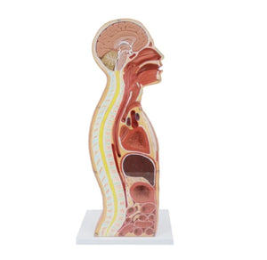 Modelo anatomico de seccion transversal torso nasogástrico 3D detallado