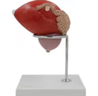 Vejiga urinaria humana próstata desmontable
