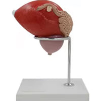 Vejiga urinaria humana próstata desmontable