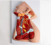 Modelo anatomico Neurovascular de cuello vena yugular
