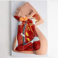 Modelo anatomico Neurovascular de cuello vena yugular